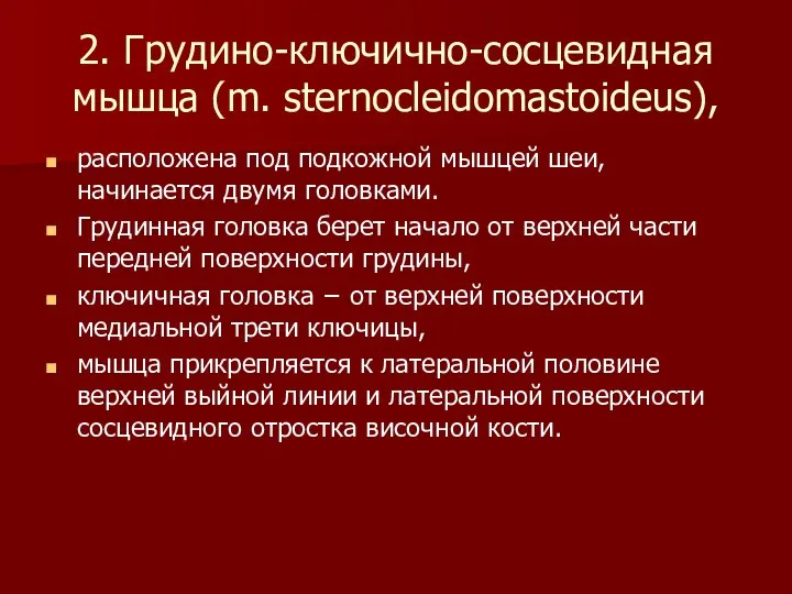 2. Грудино-ключично-сосцевидная мышца (m. sternocleidomastoideus), расположена под подкожной мышцей шеи, начинается