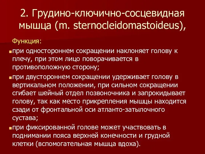 2. Грудино-ключично-сосцевидная мышца (m. sternocleidomastoideus), Функция: при одностороннем сокращении наклоняет голову