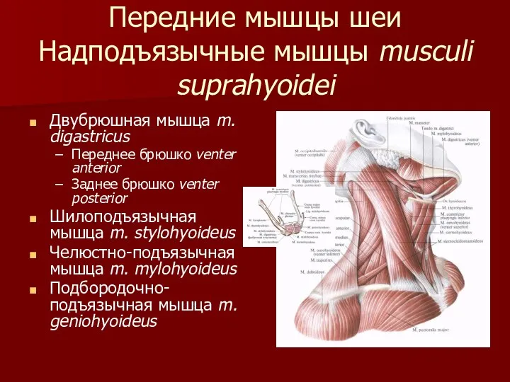 Передние мышцы шеи Надподъязычные мышцы musculi suprahyoidei Двубрюшная мышца m. digastricus