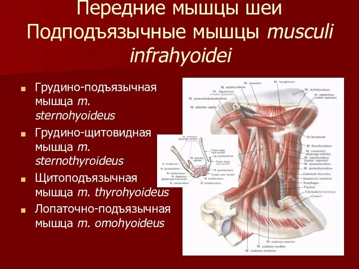 Передние мышцы шеи Подподъязычные мышцы musculi infrahyoidei Грудино-подъязычная мышца m. sternohyoideus