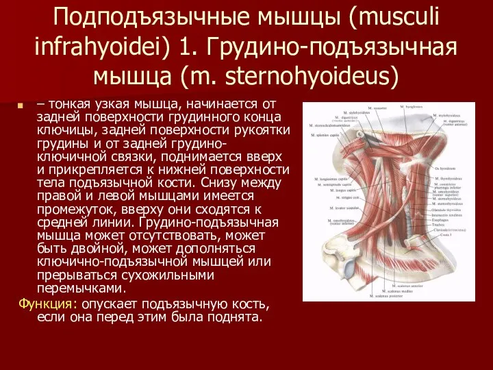 Подподъязычные мышцы (musculi infrahyoidei) 1. Грудино-подъязычная мышца (m. sternohyoideus) – тонкая