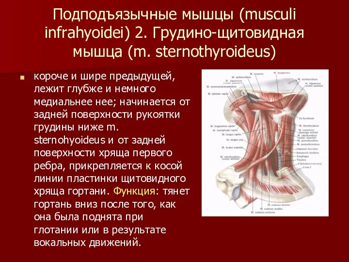 Подподъязычные мышцы (musculi infrahyoidei) 2. Грудино-щитовидная мышца (m. sternothyroideus) короче и