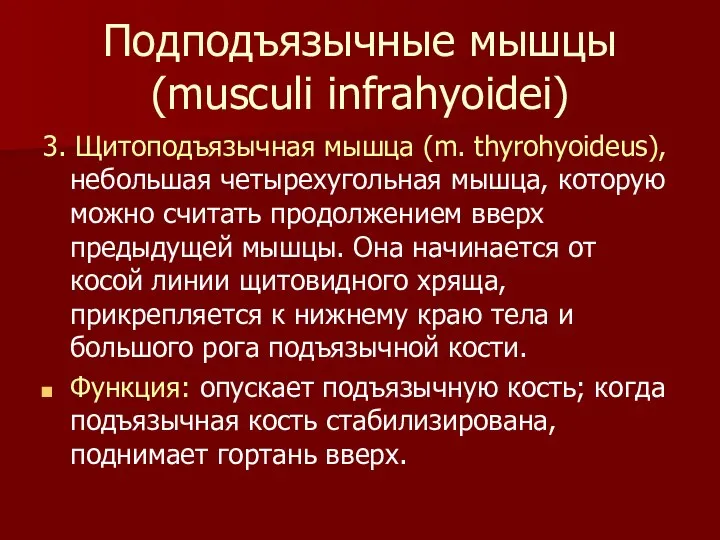 Подподъязычные мышцы (musculi infrahyoidei) 3. Щитоподъязычная мышца (m. thyrohyoideus), небольшая четырехугольная