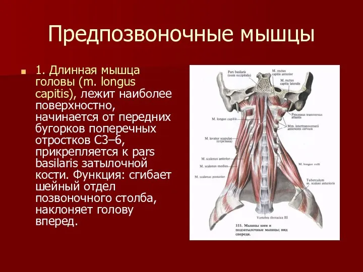 Предпозвоночные мышцы 1. Длинная мышца головы (m. longus capitis), лежит наиболее