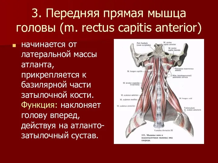 3. Передняя прямая мышца головы (m. rectus capitis anterior) начинается от