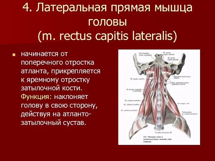 4. Латеральная прямая мышца головы (m. rectus capitis lateralis) начинается от