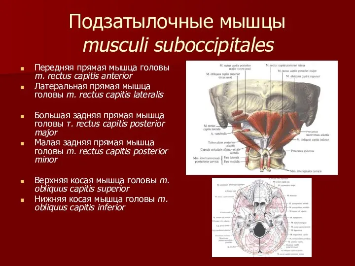 Подзатылочные мышцы musculi suboccipitales Передняя прямая мышца головы m. rectus capitis