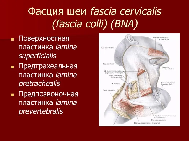 Фасция шеи fascia cervicalis (fascia colli) (BNA) Поверхностная пластинка lamina superficialis