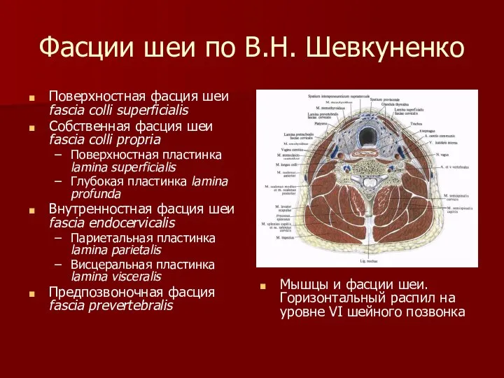 Фасции шеи по В.Н. Шевкуненко Поверхностная фасция шеи fascia colli superfiсialis