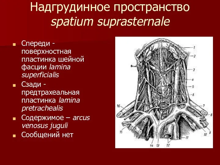 Надгрудинное пространство spatium suprasternale Спереди - поверхностная пластинка шейной фасции lamina