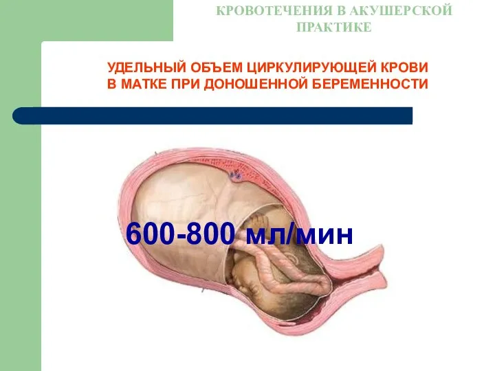 УДЕЛЬНЫЙ ОБЪЕМ ЦИРКУЛИРУЮЩЕЙ КРОВИ В МАТКЕ ПРИ ДОНОШЕННОЙ БЕРЕМЕННОСТИ КРОВОТЕЧЕНИЯ В АКУШЕРСКОЙ ПРАКТИКЕ 600-800 мл/мин