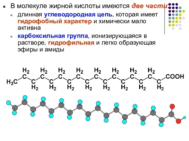 В молекуле жирной кислоты имеются две части: длинная углеводородная цепь, которая