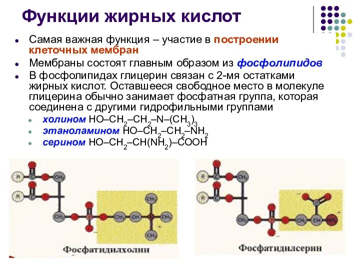 Функции жирных кислот Самая важная функция – участие в построении клеточных