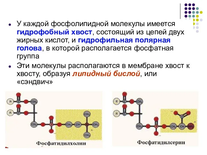 У каждой фосфолипидной молекулы имеется гидрофобный хвост, состоящий из цепей двух