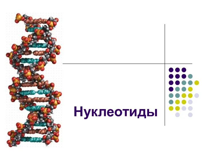 Нуклеотиды