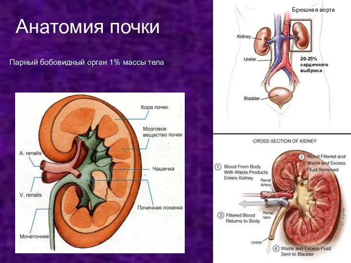 Анатомия почки Парный бобовидный орган 1% массы тела 20-25% сердечного выброса Брюшная аорта