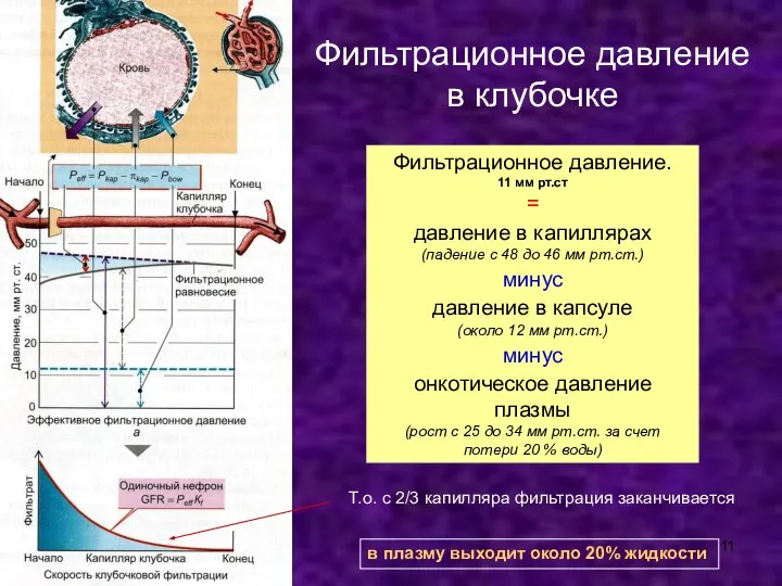 Фильтрационное давление. 11 мм рт.ст = давление в капиллярах (падение с