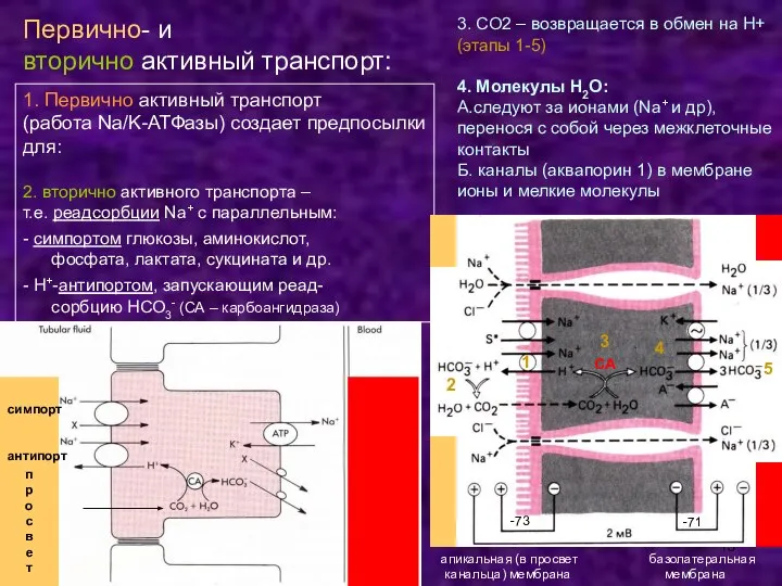 п р о с в е т 1. Первично активный транспорт