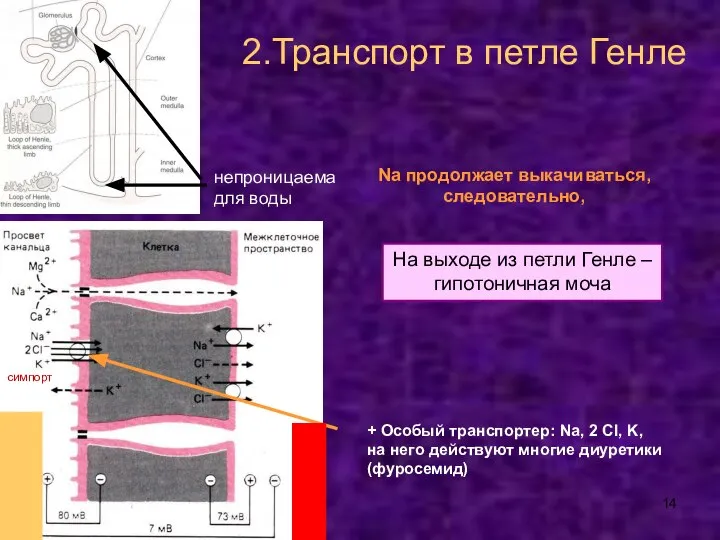 На выходе из петли Генле – гипотоничная моча симпорт непроницаема для