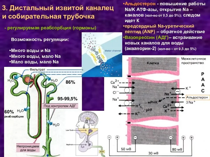 3. Дистальный извитой каналец и собирательная трубочка - регулируемая реабсорбция (гормоны)