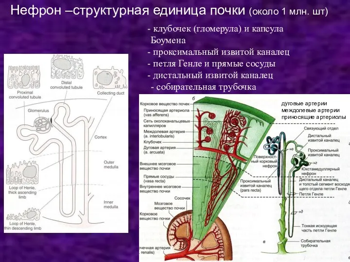 клубочек (гломерула) и капсула Боумена проксимальный извитой каналец петля Генле и