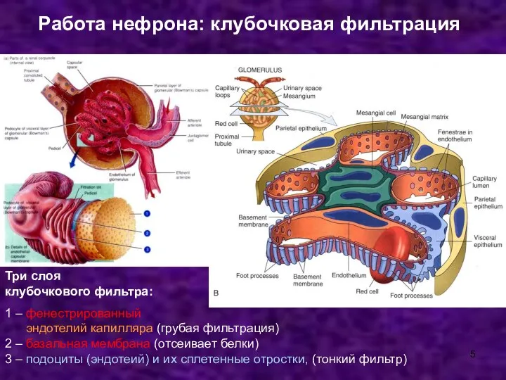 Три слоя клубочкового фильтра: 1 – фенестрированный эндотелий капилляра (грубая фильтрация)