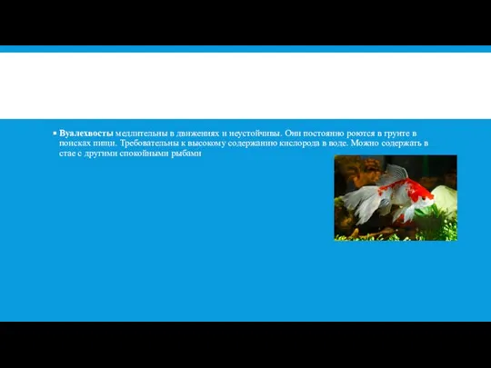 Вуалехвосты медлительны в движениях и неустойчивы. Они постоянно роются в грунте