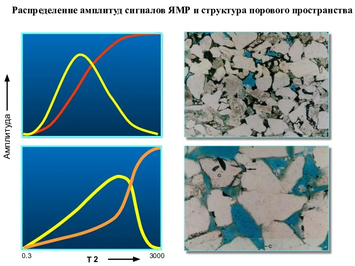 0.3 T 2 3000 Амплитуда Распределение амплитуд сигналов ЯМР и структура порового пространства