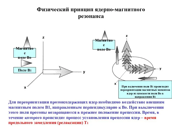 Для переориентации протонсодержащих ядер необходимо воздействие внешним магнитным полем В1, направленным