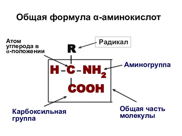 Общая формула α-аминокислот R H C NH2 COOH Общая часть молекулы