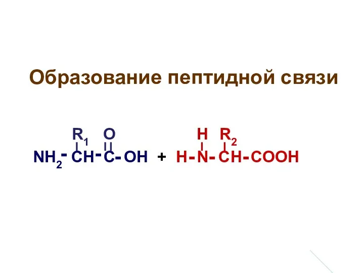 Образование пептидной связи NH2 CH C OH + H N CH