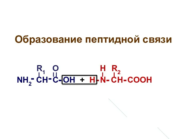 Образование пептидной связи NH2 CH C OH + H N CH