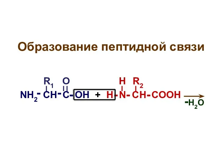 Образование пептидной связи NH2 CH C OH + H N CH