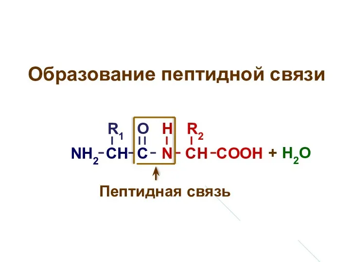 Образование пептидной связи NH2 CH C N CH COOH R1 R2