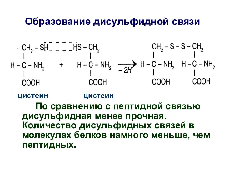 цистеин цистеин По сравнению с пептидной связью дисульфидная менее прочная. Количество