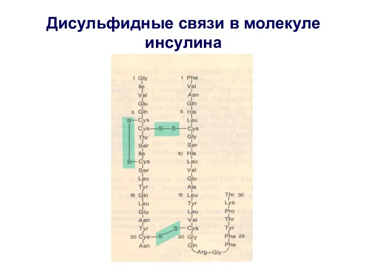 Дисульфидные связи в молекуле инсулина