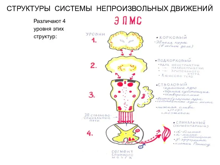 Различают 4 уровня этих структур: СТРУКТУРЫ СИСТЕМЫ НЕПРОИЗВОЛЬНЫХ ДВИЖЕНИЙ