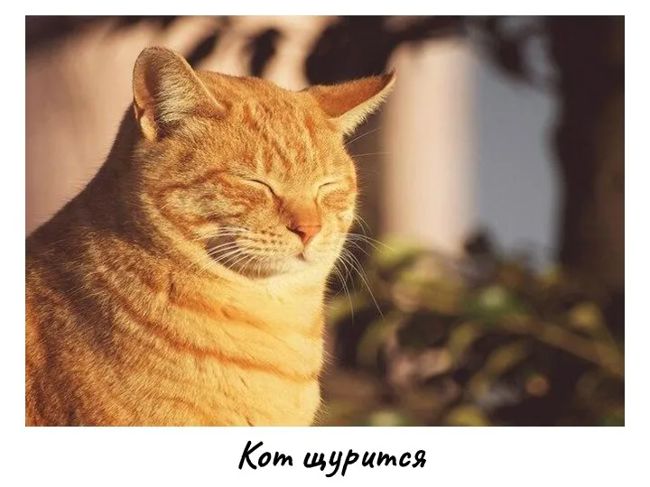 Кот щурится