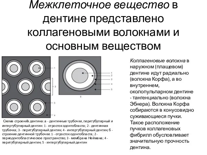 Межклеточное вещество в дентине представлено коллагеновыми волокнами и основным веществом Коллагеновые