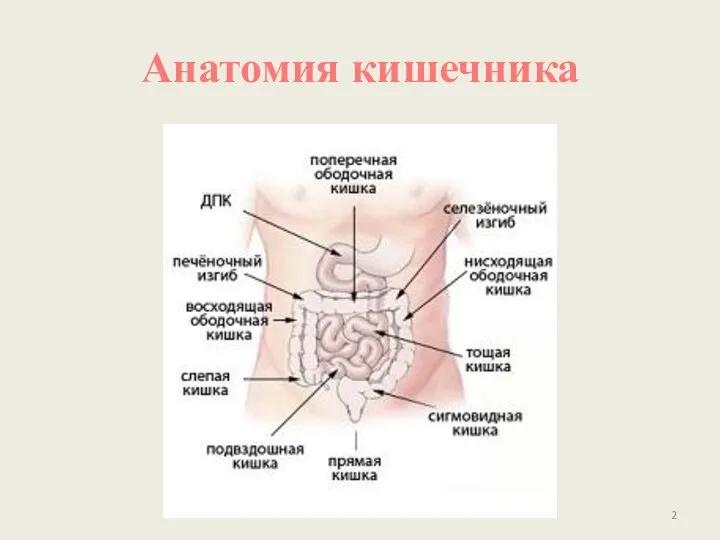 Анатомия кишечника