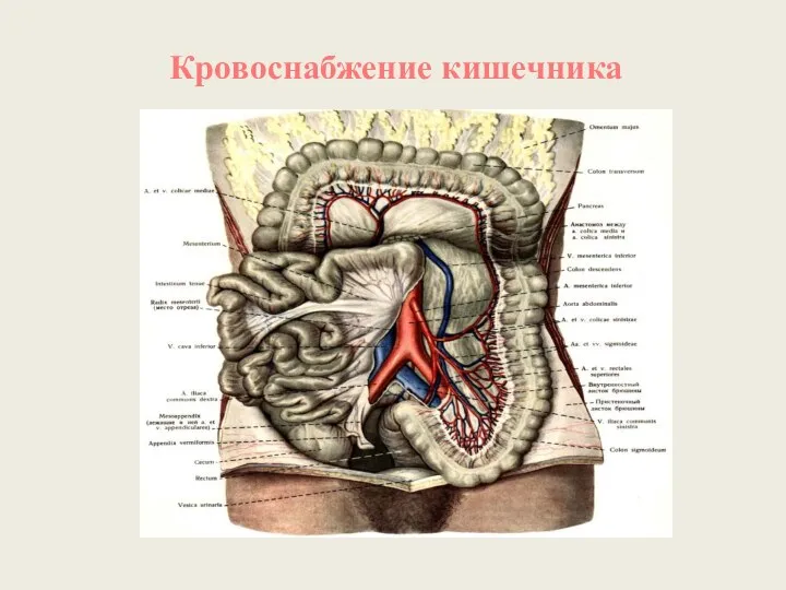 Кровоснабжение кишечника