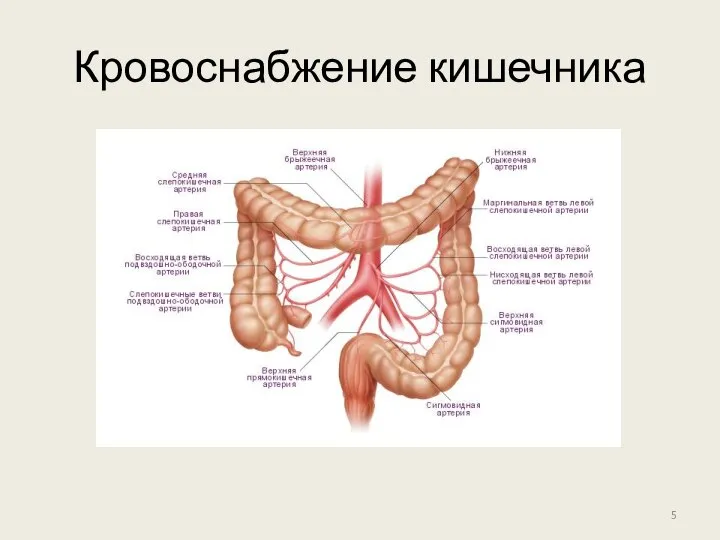 Кровоснабжение кишечника