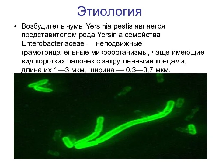 Этиология Возбудитель чумы Yersinia pestis является представителем рода Yersinia семейства Enterobacteriaceae