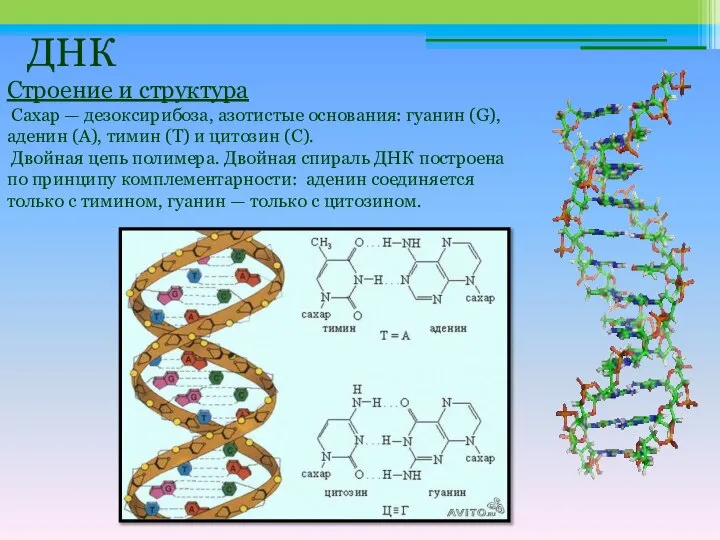 ДНК Строение и структура Сахар — дезоксирибоза, азотистые основания: гуанин (G),