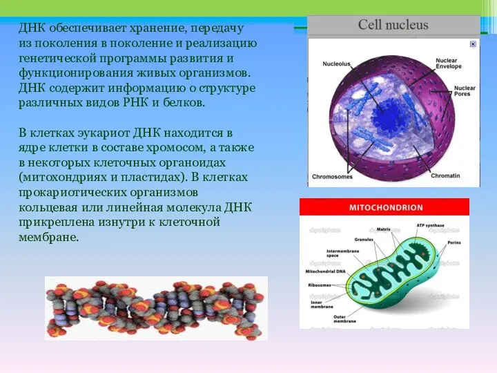 ДНК обеспечивает хранение, передачу из поколения в поколение и реализацию генетической