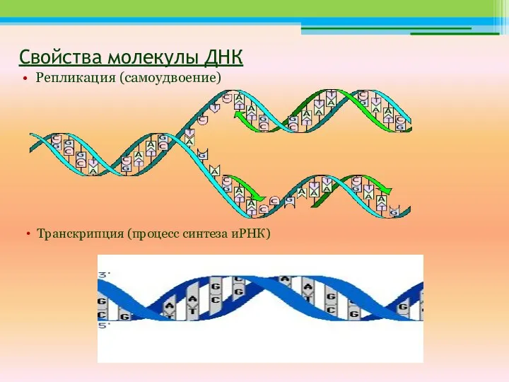 Свойства молекулы ДНК Репликация (самоудвоение) Транскрипция (процесс синтеза иРНК)