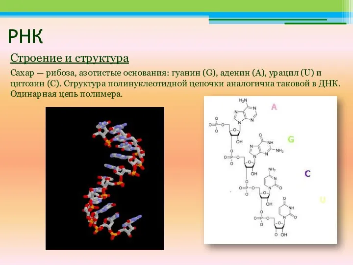 РНК Сахар — рибоза, азотистые основания: гуанин (G), аденин (A), урацил