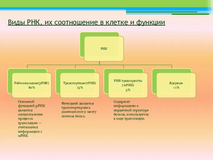 Виды РНК, их соотношение в клетке и функции Содержит информацию о