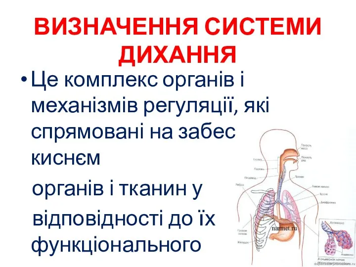 ВИЗНАЧЕННЯ СИСТЕМИ ДИХАННЯ Це комплекс органів і механізмів регуляції, які спрямовані