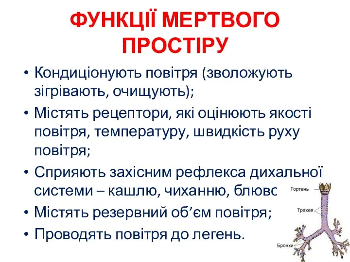 ФУНКЦІЇ МЕРТВОГО ПРОСТІРУ Кондиціонують повітря (зволожують зігрівають, очищують); Містять рецептори, які